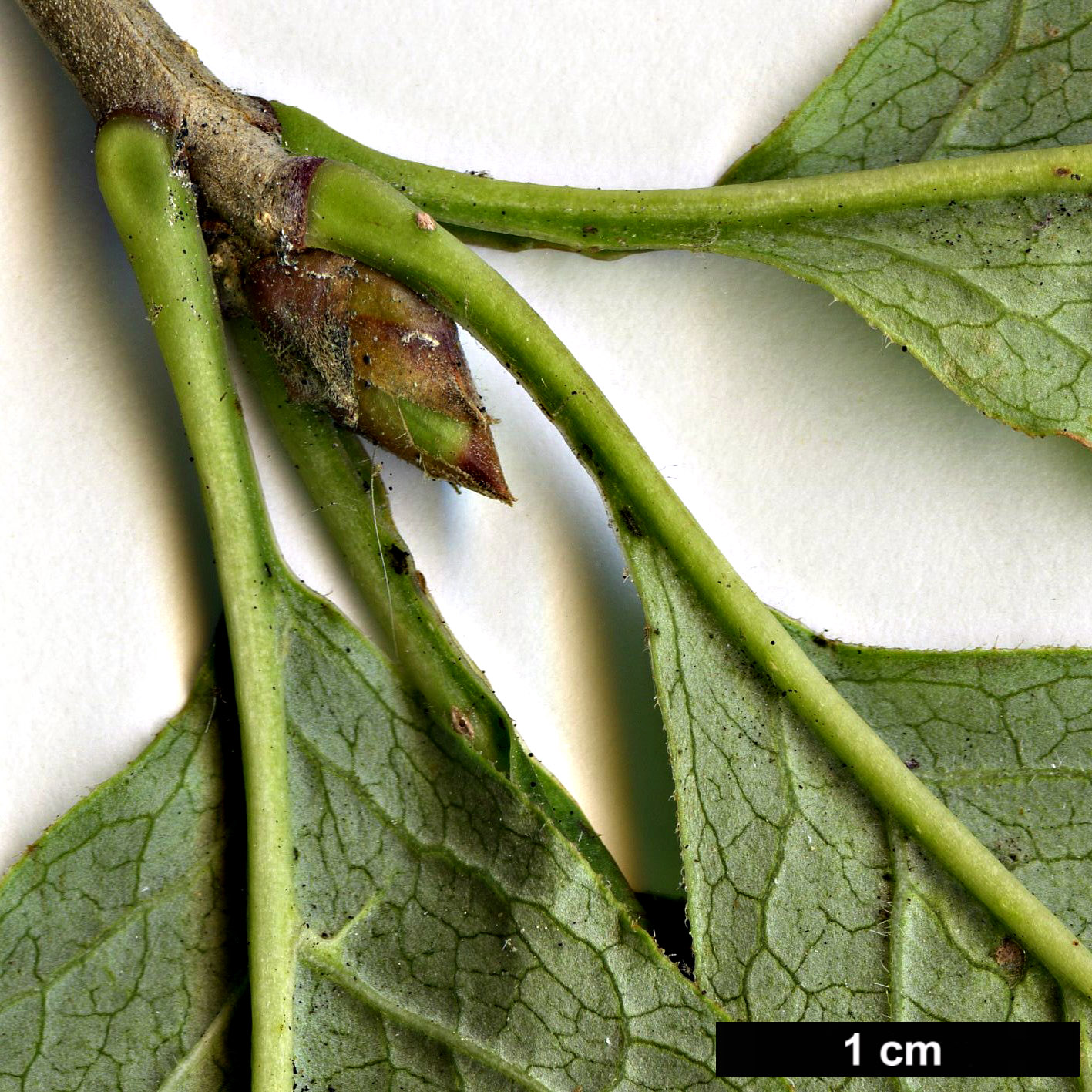 High resolution image: Family: Oleaceae - Genus: Syringa - Taxon: villosa - SpeciesSub: subsp. wolfii